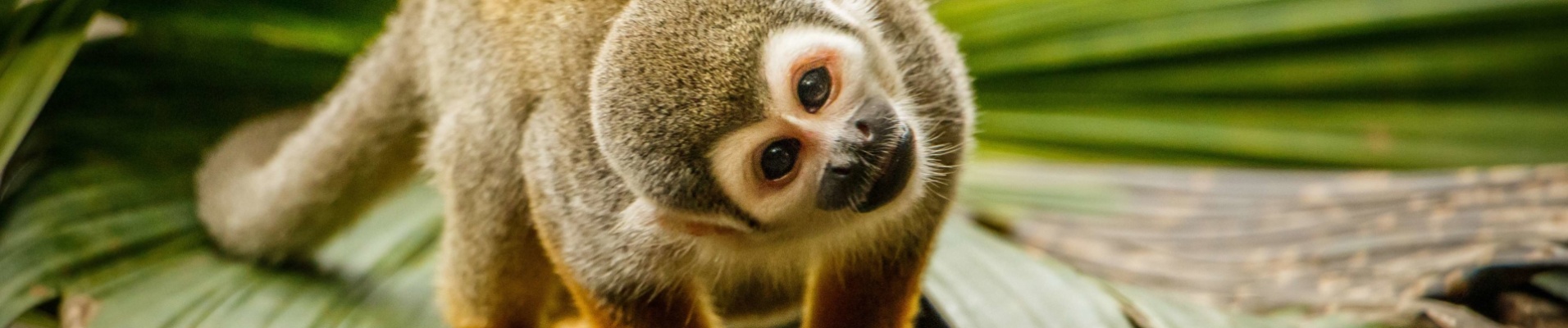 Squirrel-singe-amazonie-colomibe