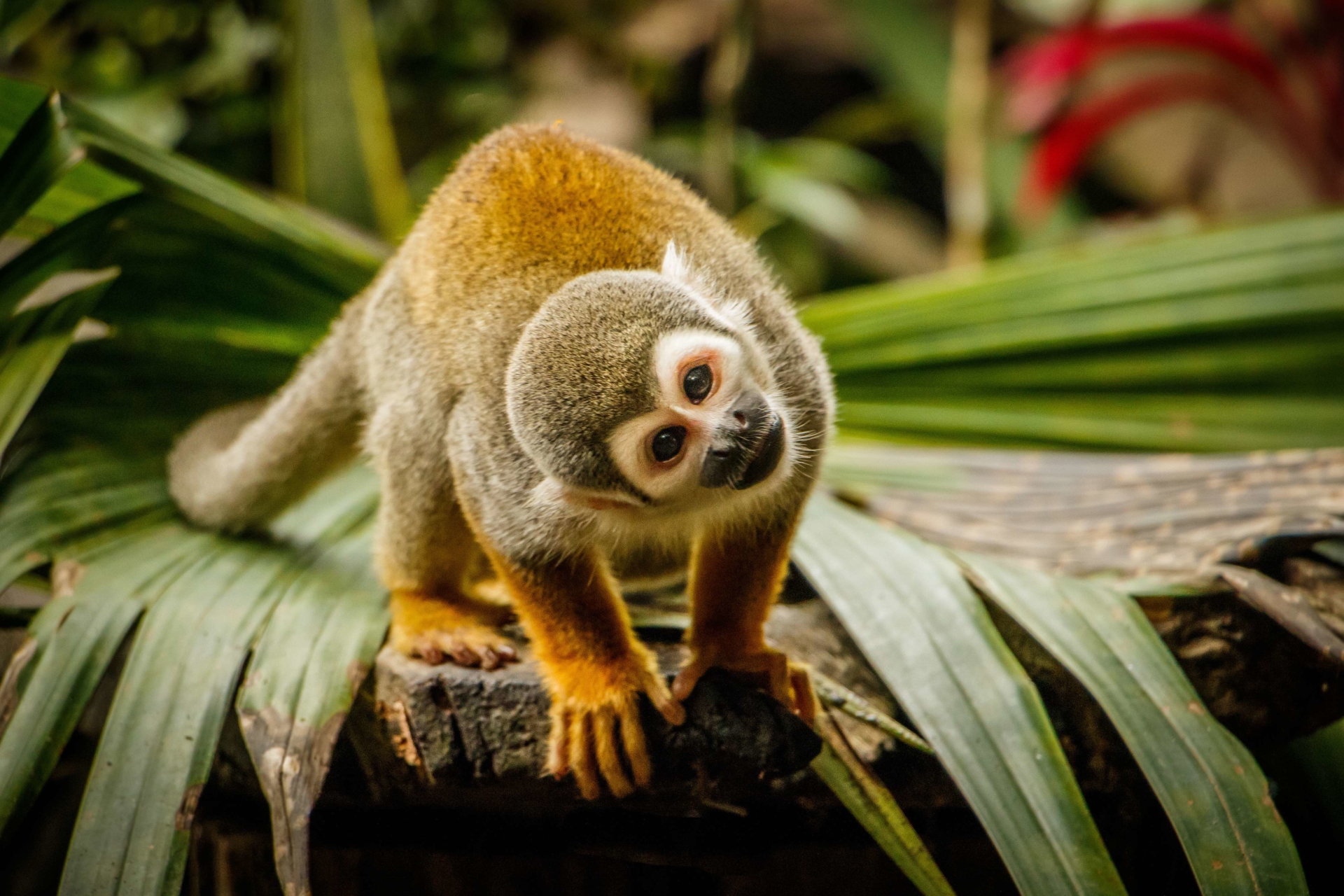 Squirrel-singe-amazonie-colomibe