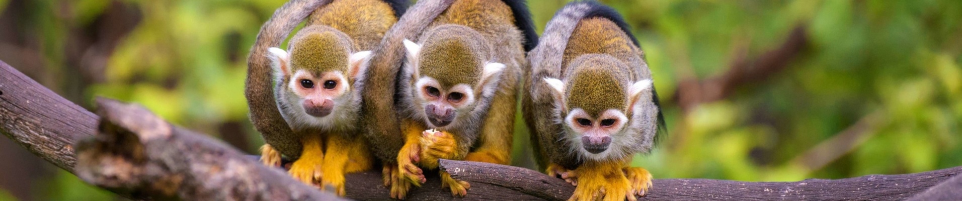 Squirrel-singe-faune-colombie