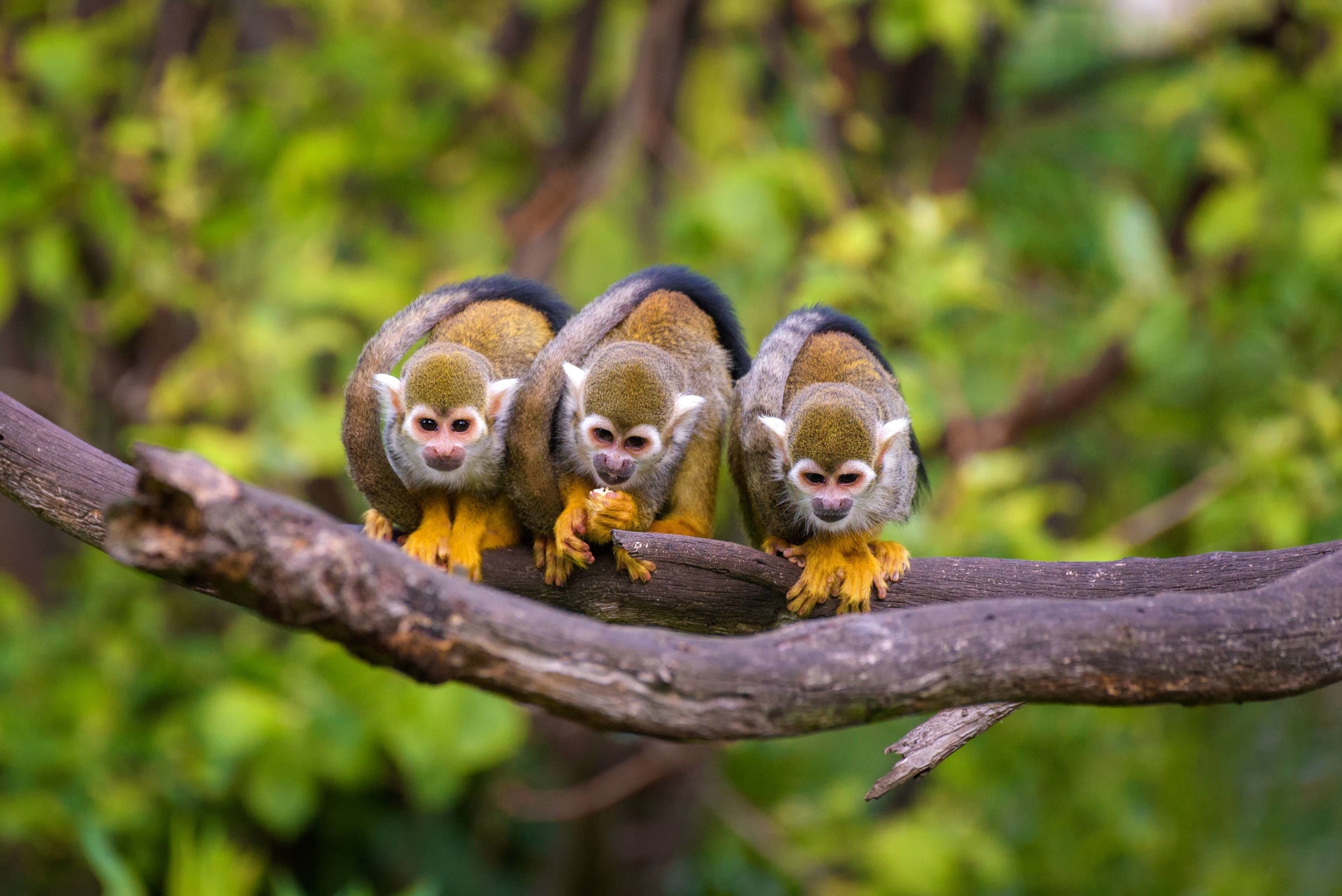 Squirrel-singe-faune-colombie