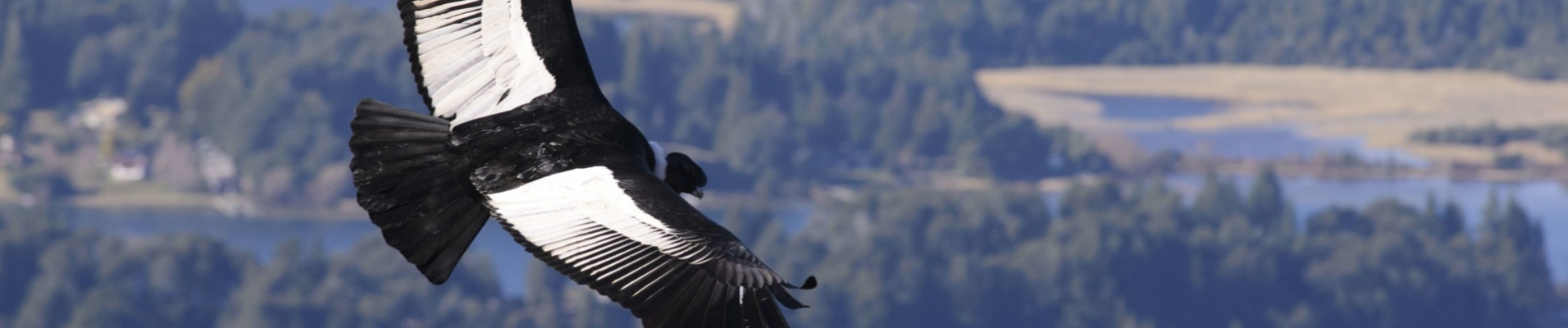 vol-condor-andes-colombie