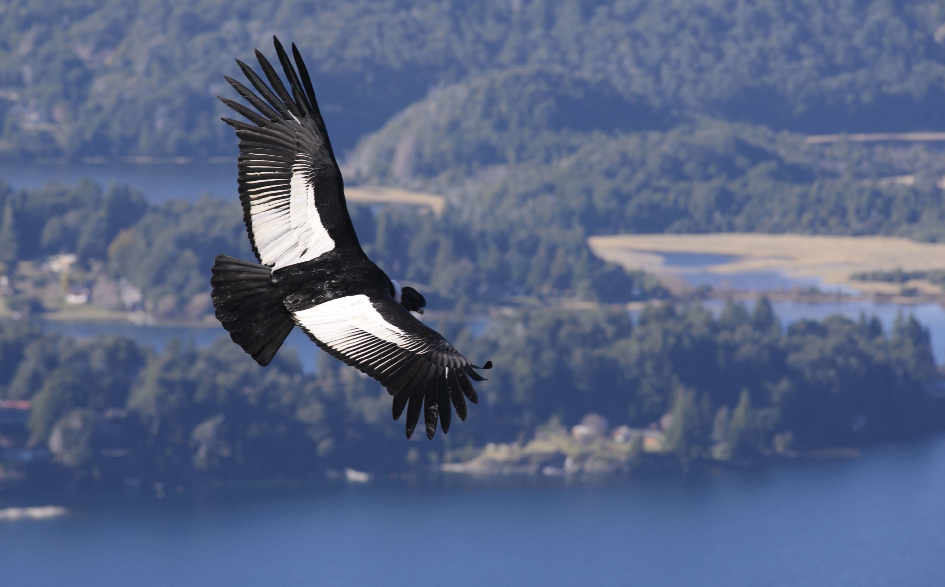 vol-condor-andes-colombie
