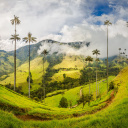 cocora-colombie