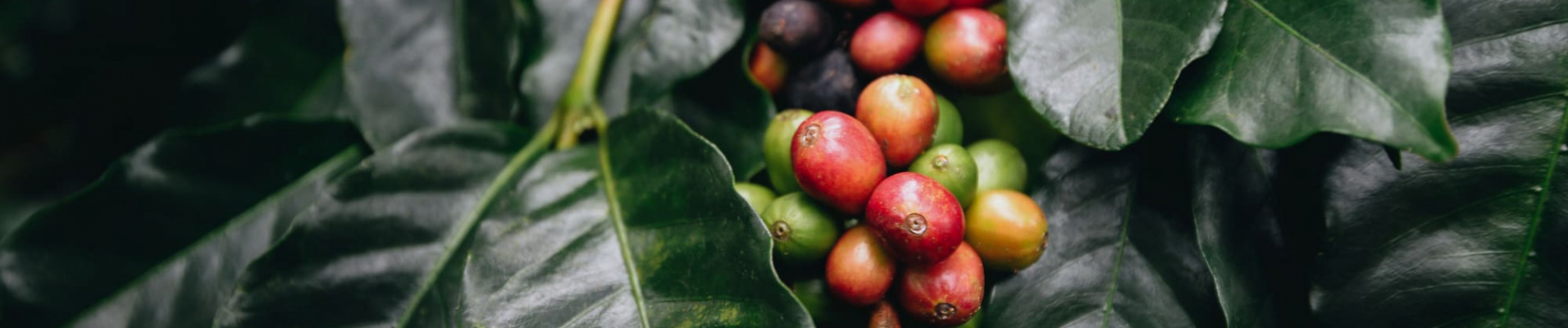 cafe-colombie