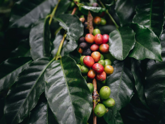cafe-colombie