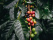 cafe-colombie