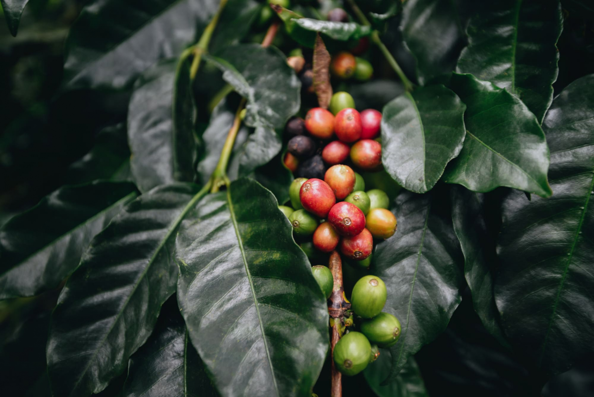 cafe-colombie